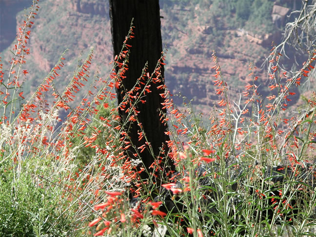 images/Hiking North Rim- Widforss Trail (3).jpg